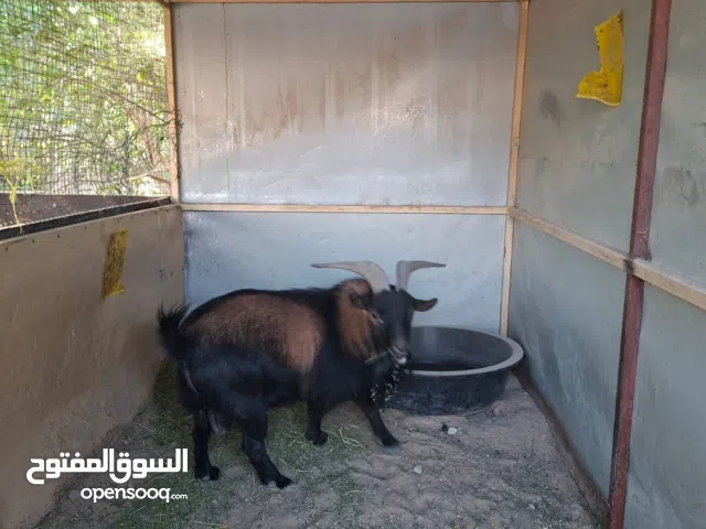 ماعز قزم بلجيكي للبيع منتج