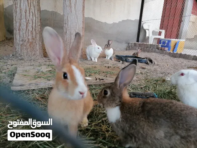 ازواج دره منتجه