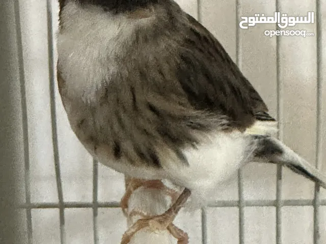انتى قلستر