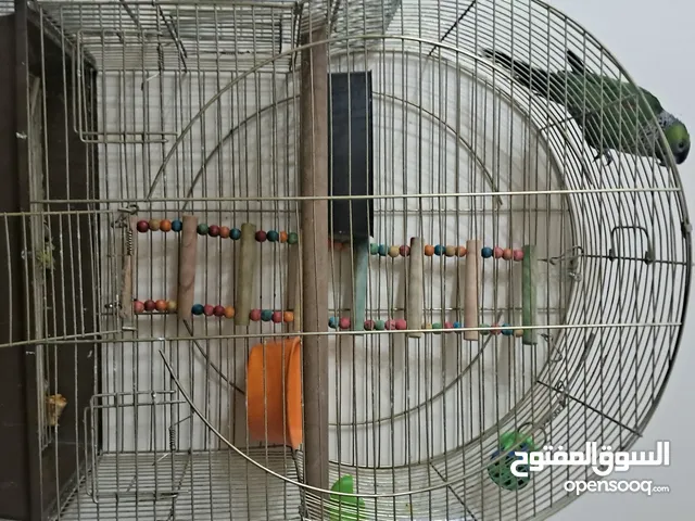 ببغاء جرين شيك لون مميز جدا متكلم بحكي بابا تعال حبيبي كوكو السلام عليكم