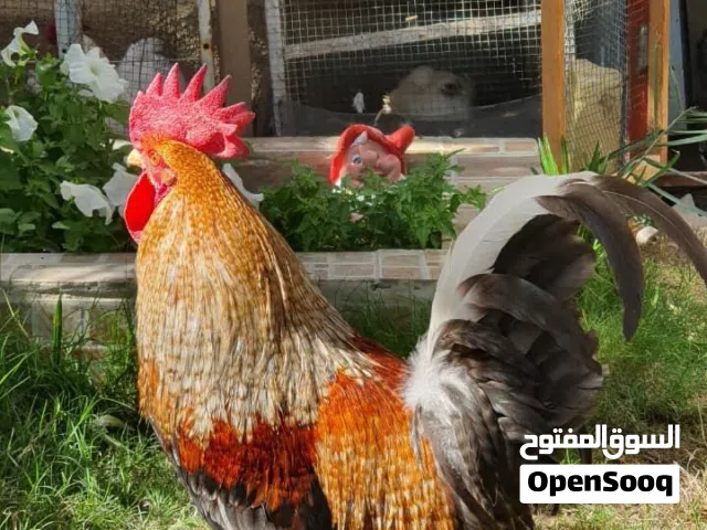 ديك اصلي الوانه جداً راقية