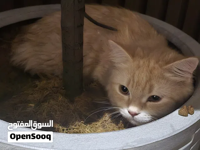 للتبني اليف جدا وهادي