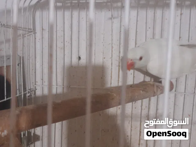 دكر دره البينو مفحوص بيع او تبدل على طيرا