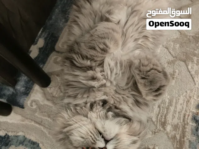 قط فارسي للتبني