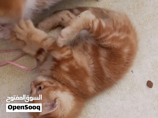 اربع قطط للبيع عمر شهر ونص ثلاث اناث واحد ذكر متعودات على اللتر بكس والدراي فود واكل البيت