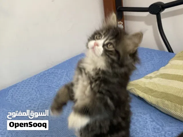 قط سيبيري مكس ماين كون العمر شهرين ونص (ذكر)