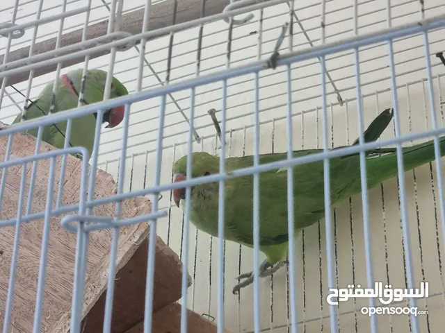 طيور بصحه جيده