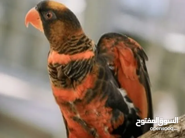ببغاء لوري دسكي للبيت