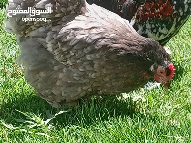 كوبيه استرالي