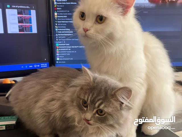 قطتين للتبني