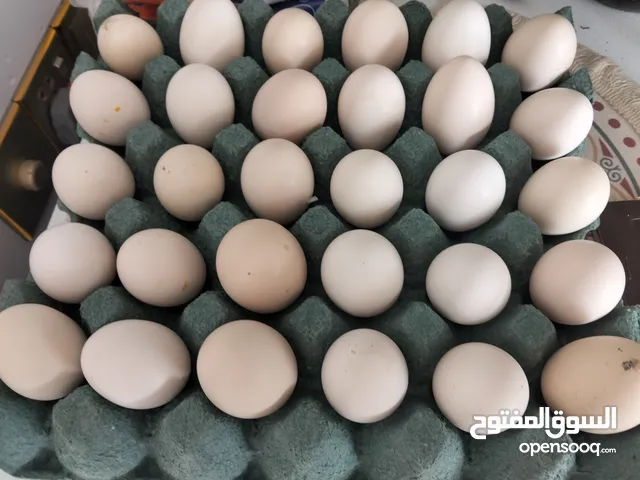 بيض دجاج عرب خط اول جديد للبيع