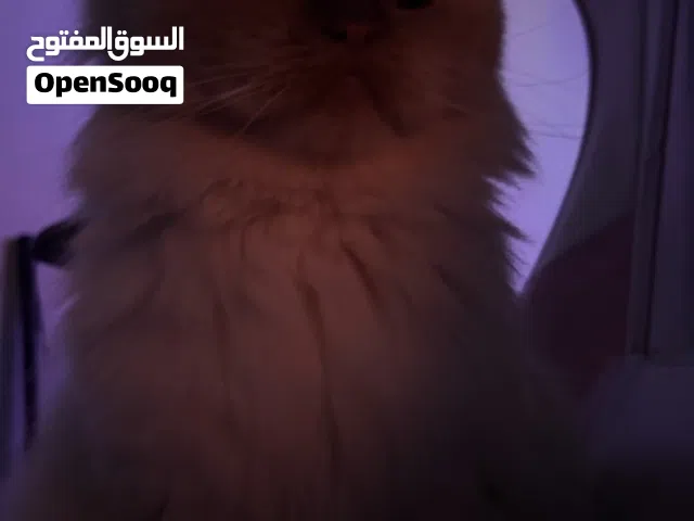 قطه هيمالايا للبيع