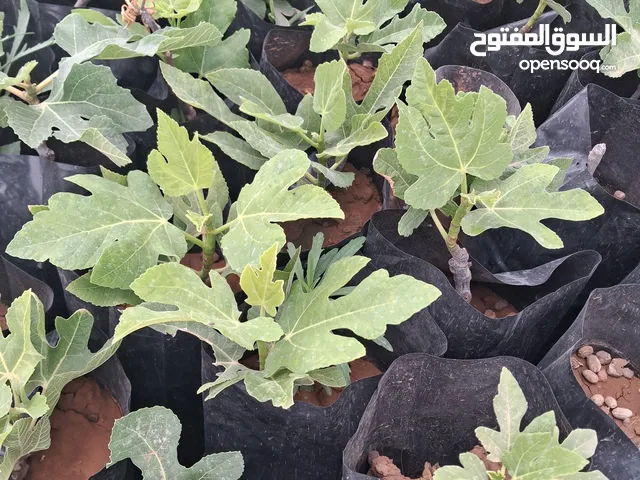 اشتغل تين بأنواع مختلفه
