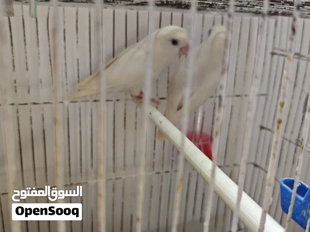 بركديلو مصوقرة منتجة عندي لاتينو عين حمراء حجم ونظافة ربي يبارك