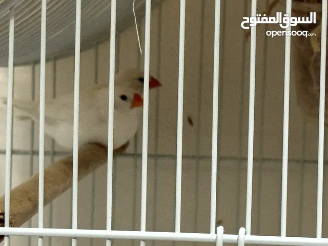 Finches birds adult
