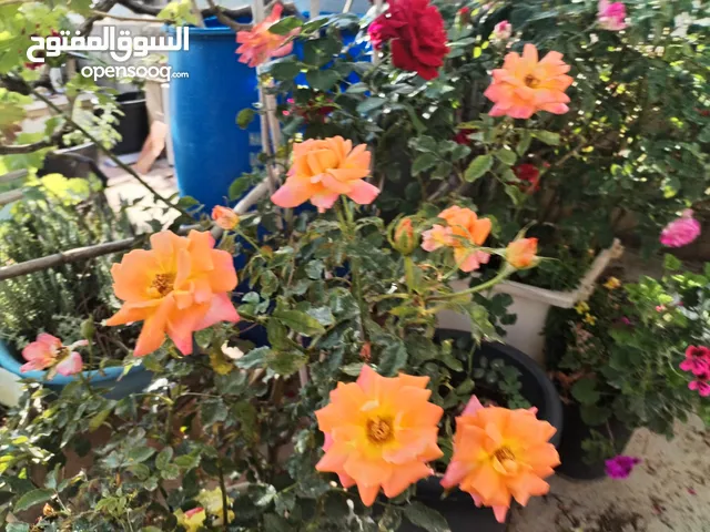 دجاج براهمى بزره بلديه للبيع