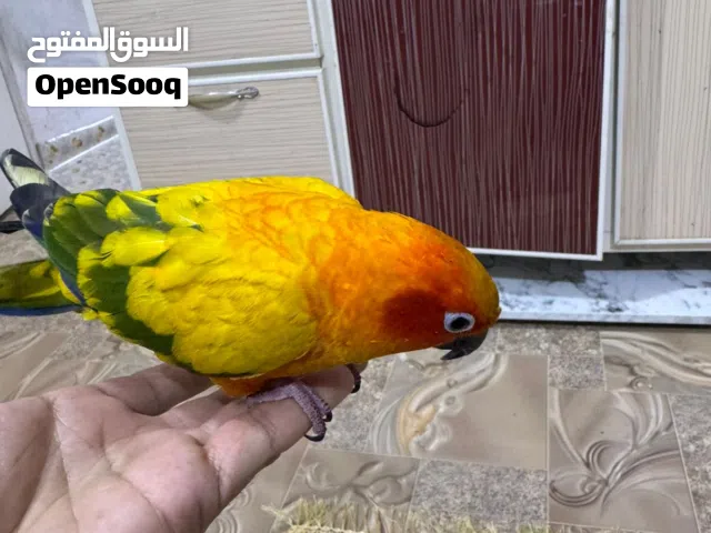ببغاء صن كنيور