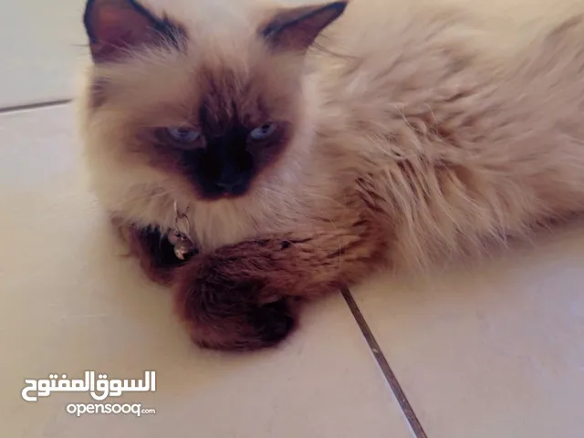 قطط هملايا
