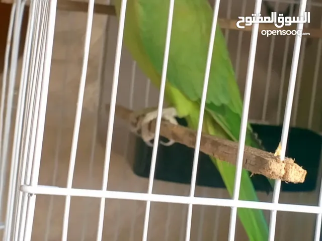 ذكر الدره بسم الله ما شاء الله ابو فراخ الذكر متكلم