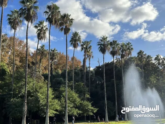 عايد أبو محمد