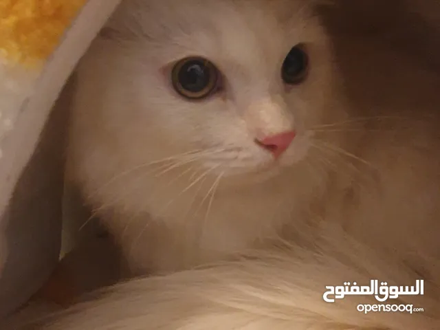 قط ذكر ايراني عمر 6أشهر