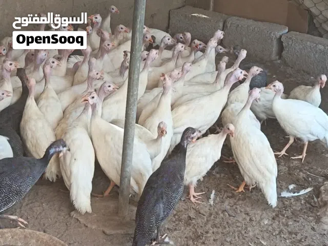 للبيع طيور حبشيه ودجاج رومي وبط