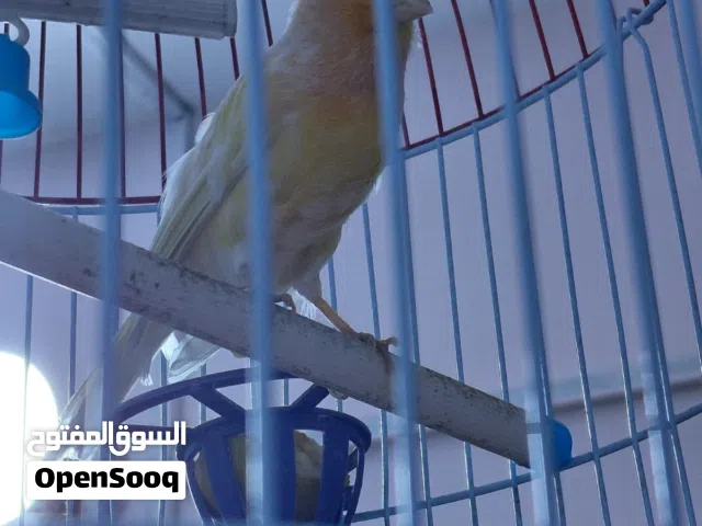 كنار الجلوستر لونه برتقالي على اصفر يخبل