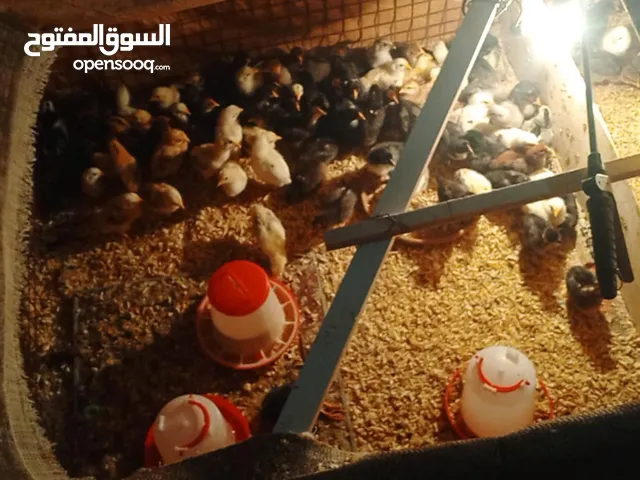 صوص بلدي للبيع التواصل على الواتس اب فقط