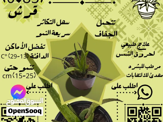 شتلة الألوفيرا (صغيرة)