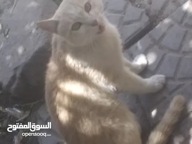 قط اليف أمريكي ومدرب