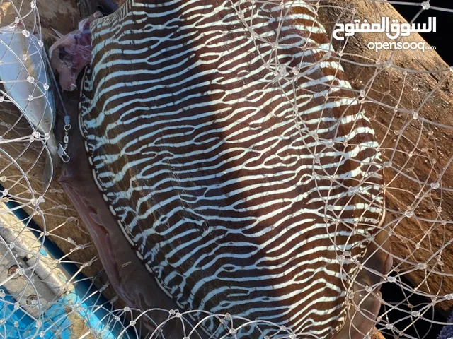 حبار طازج بحجم كبار يتوفر