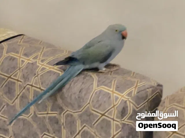 بيعه سريعه نثيه متوه منتجه