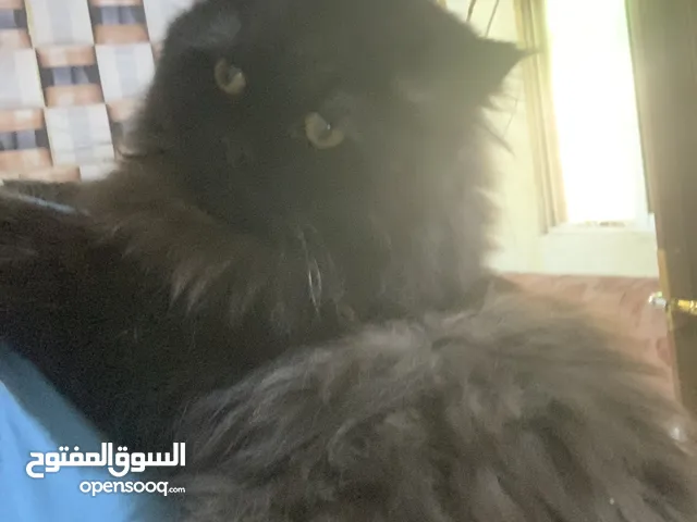 قطط للبيع بل اردن
