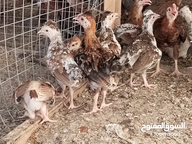دجاج عرب ترثه القديم البيور