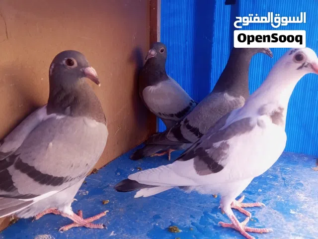 4 فراخ زواجل فطم جديد