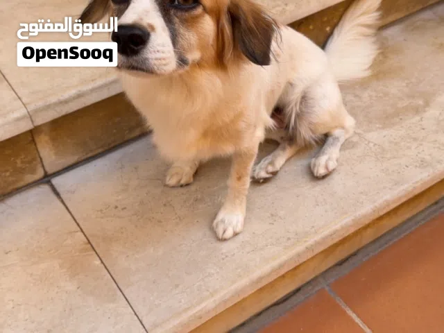 Female dog for sale Jeddah