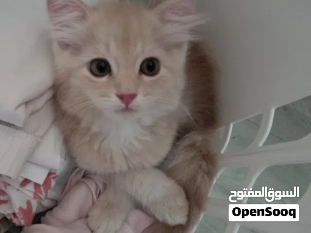 قطط شيرازي للبيع عمر شهرين و نصف