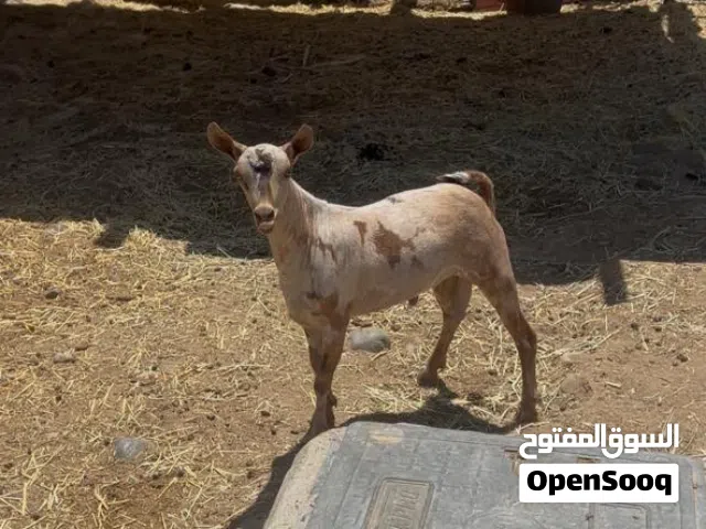 للبيع جدي صلالي