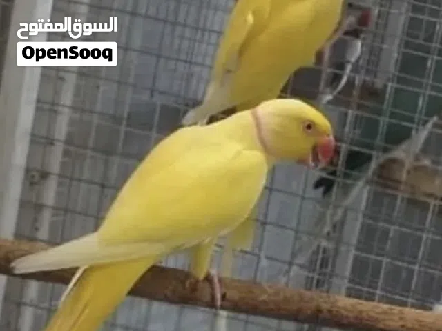 زوج متو لاتينو عيون حمر منتج