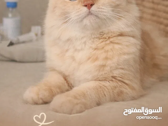 قطه انثى ( لوزا ) نوعها هجين راغدول x شيرازي عمرها سنه ونصف مطعمه وعندها جواز سفر اليفة وطالبه تزاوج