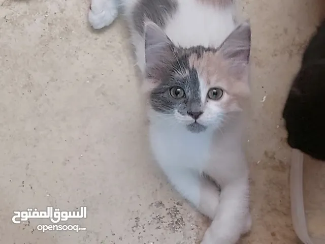 قطط للبيع العمر شهرين