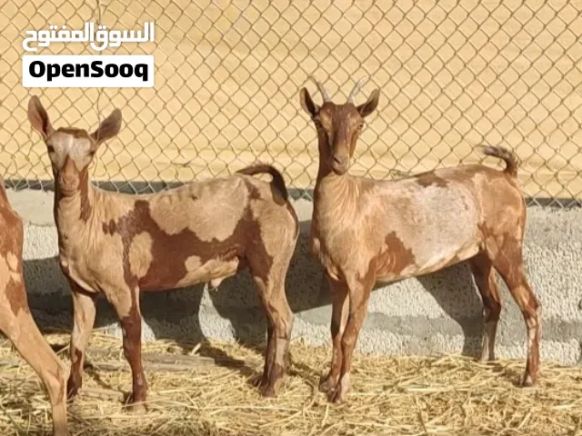 تيس فحل 1 وشاه 1 وجدي مشروع فحل 1 وسخله انثى 1 من الحلال الصلاليات الجيشيات طيبات للتربيه