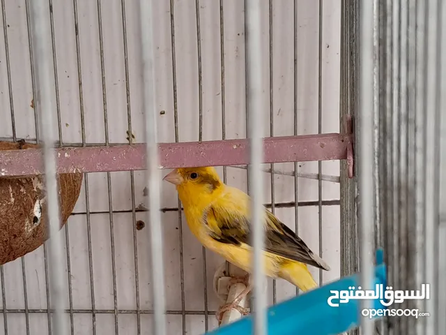 عصفور كناري للبيع لون اصفر بالاسود صوته عالي ماشاءالله عمر 2 سنتين ونصف للجادين فقط