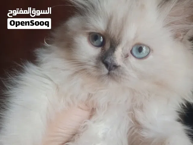 بنوتة هيمالايا تشوكليت تورتي هاف بيكي فيس