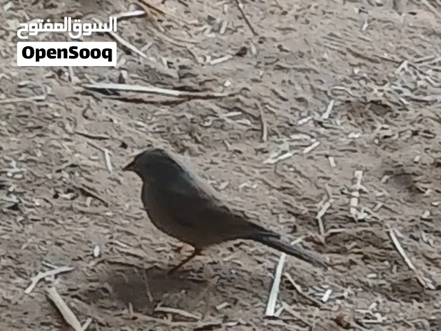 حمام زاجل عدد 45 طرف