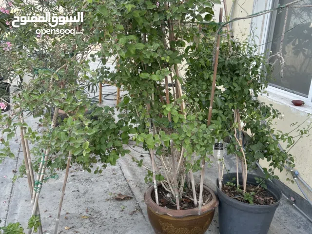 Jasmine plant for sale