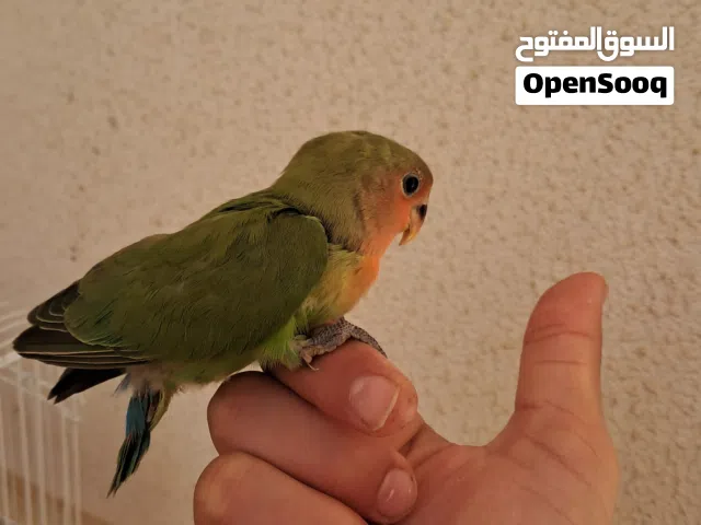 فرخ بركديلو للبيع او تبديل