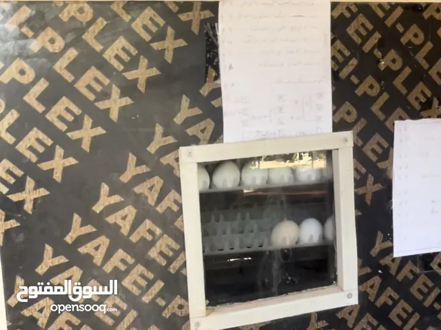 فقاسة فقاسه بيظ صيصان ماشاء الله عليها