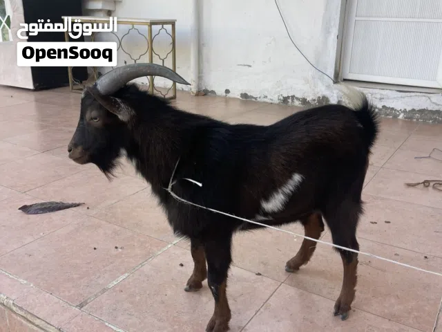 للبيع تيس قزم