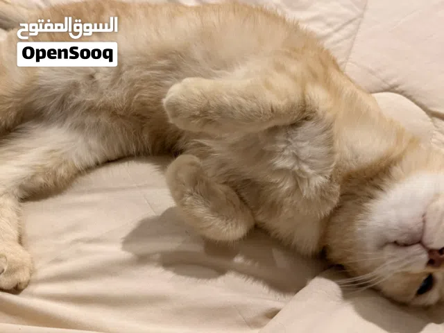 قطوه بيت شقرا